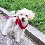 복덩이 <b>구슬</b> 이야기 ^^^