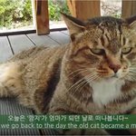 고양이 <b>출산</b> <b>장면</b>