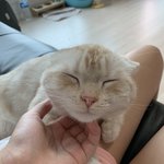 [고양이] <b>인절미</b> 아니고 고양이2