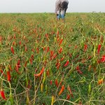 [19] 노출있는 <b>BJ</b>같은거하면