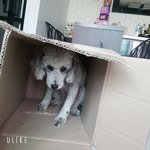 울 구름
