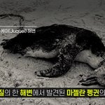 [이것좀봐줘] 죽은 펭귄 뱃속에서 마스크가 나왔다고 함...