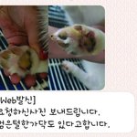 [개깊은빡침] 유기견을 또 버린 뻔뻔한 사람.. 어떻게 해야할까요...