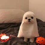 숏패딩 사고싶은데