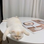 [조언부탁해] 너무 무례한짓했는데 사과하는 방법좀