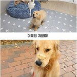 [강아지] 강아지 <b>성장속도</b>가 이렇게 빠르다고!?