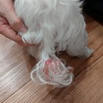 [빡침주의] 여러분 제 강아지가 <b>목줄</b> 안한 개한테 물렸습니다