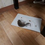 <b>은마</b>아파트에서 나온 쥐.jpg