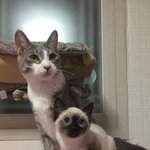 우리 귀여운 고양이 봐주세요!!