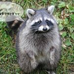 너네 <b>aaa</b> 규모 작다고 까내리면서