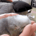 아닌 <b>밤중</b>에 심쿵 당하라고 귀짤 올림