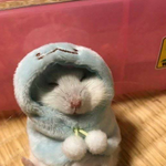 이런돌누구잇냐 빠<b>수니</b>들아