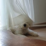 [내가한요리] 새내기자취생이자 프로혼술러의 초보요리모음-9