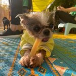 [이것좀봐줘] 아프다고, 나이 들었다고 버려졌지만 사람이 좋은 <b>시츄</b>