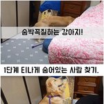 [<b>강아지</b>] 숨<b>박</b>꼭질하다가 사람 심장 멎을뻔했음;;;