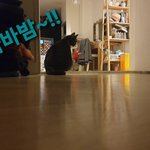 [고양이] 으르신 이시간에 어쩐일이신지...ㅡㅡ;;;