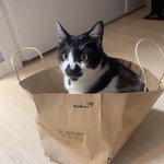 [고양이] 꽃모양 <b>주둥</b>이 스트릿출신 고양이2