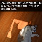 고양이를 <b>설명</b>하기.jpg