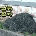 [드루와] 슈주 완전체로 <b>주간</b>아 나옴