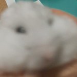 [댓글부탁해] 야 ㄹㅇ급해 햄<b>박사</b> 와봐
