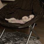 [ㅈㄱㄴ] 우리집 강아지 인생 포기한 애 같아