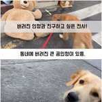 [이것좀봐줘] 버려진 인형마저 거두고 싶어하는 천사견... (감동주의...
