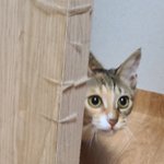 얘들아...고양이