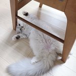 [고양이] 세상사람들 우리애기 귀여운거 보세용❤