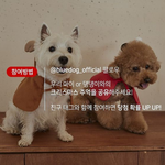 [강아지] [이벤트] 블루독 크리스마스 기념 반려견 스튜디오 촬영...