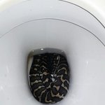 [드루와] <b>변기</b> 뚜껑 꼭 닫아야하는 이유