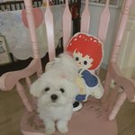 [말티즈슈가] 말티즈슈가 이야기(여덟)