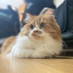 아기냥 <b>호빵이</b>-38