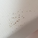 [이것좀봐줘] 이거 <b>바선생</b> 똥인지 봐줘ㅜㅠ