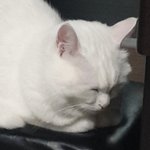 [드루와] 우리집 할매 <b>고앵이</b> 볼래