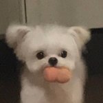 [드루와] 쌍수할까말까