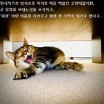 입양을 포기한 고양이, <b>피클</b>