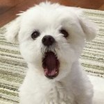 [댓글부탁해] 목소리 커지는법&amp;발음 좋아지는법 말해보자! (*'∀'人）