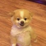 <b>소형</b>견 고추 이케 큼??!???
