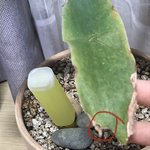 [ㅈㄱㄴ] 울 햄지가 아빠 식물 뜯어먹었는데;;