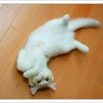 에쎔보다 더큰<b>희생</b>이 딩굴딩굴포기 임