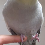 [19] 나 <b>다리</b> ㅈㄴ <b>김</b> ㅋㅋㅋㅋ (앵무새입니다)