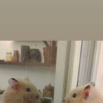 [댓글부탁해] 국어 <b>문법</b> 벼락치기 가능?