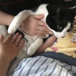 나 고양이 <b>뱃살</b> 만지는중 조카 부럽냐?