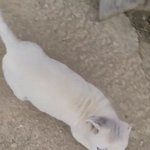 [강아지] 강아지 털 <b>타도</b> 괜찮아..?