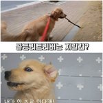 [이것좀봐줘] <b>골든</b>리트리버는 ㅈㄹ..견?!