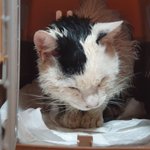 도로에서 구조한 고양이 임보중에 무지개 다리건넜어요 어떻게해야할까요...