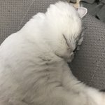 잘껀대 <b>울</b> <b>집</b> 냥이가 ㅅㅂ