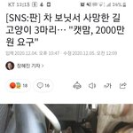 <b>캣</b>맘충 레전드...jpg