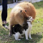[댓글부탁해] ㅈㅂ 내 세특 좀 도와주라