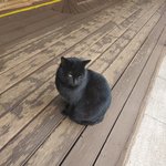 [고양이] 길냥이와 산냥이 찍은 랜선<b>집사</b>